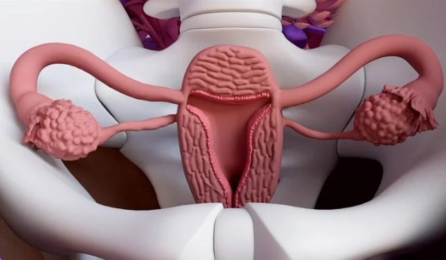 3D illustration of female reproductive system anatomy