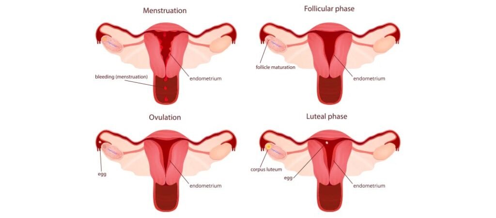 menstual cycle