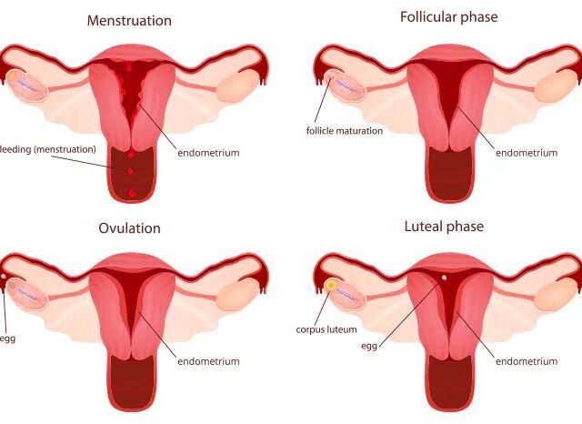 menstual cycle